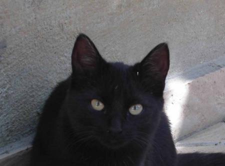 à propos de chats