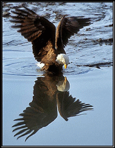 Reflets