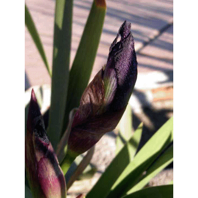 Le printemps