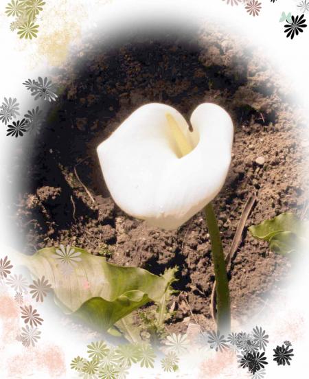 le premier arum du jardin