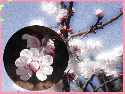 bientôt le printemps !