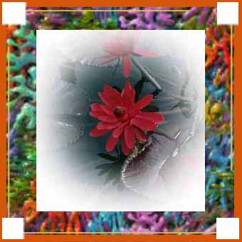 Le nénuphar rouge
