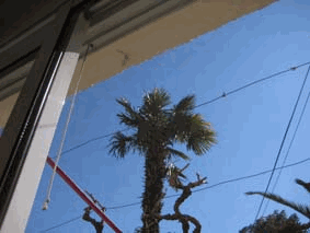 les arbres sont échevelés...