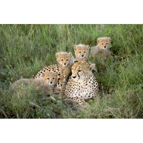 Les bébés animaux...