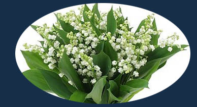 Muguet porte-bonheur ???