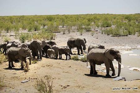 Le troupeau d'éléphants