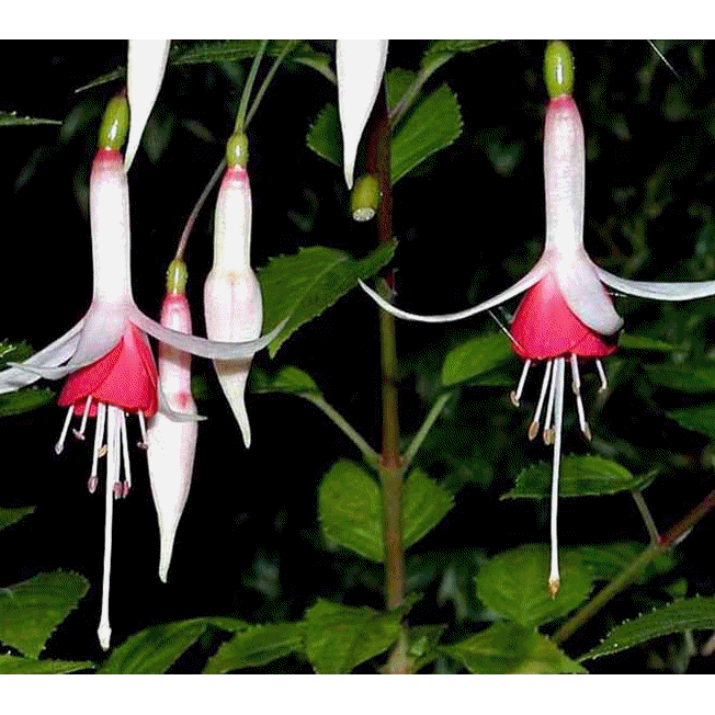 fuchias