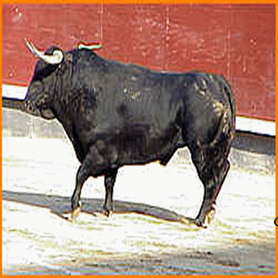 La féria de Nîmes