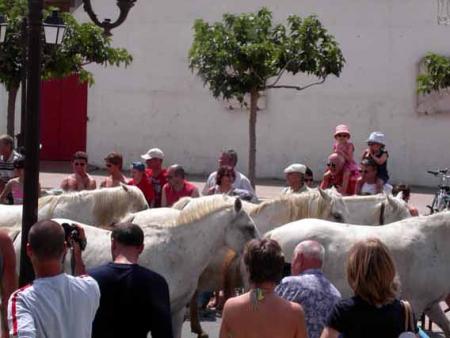 la fête du cheval aux Saintes Maries de la Mer