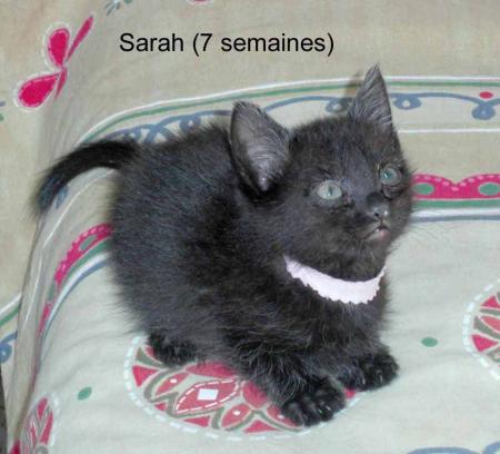 Quand ma chatte était une toute petite boule noire