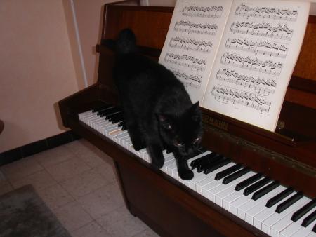 Improvisation à 4 pattes