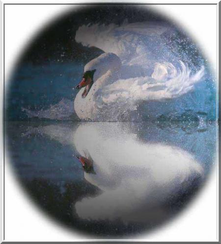 le cygne