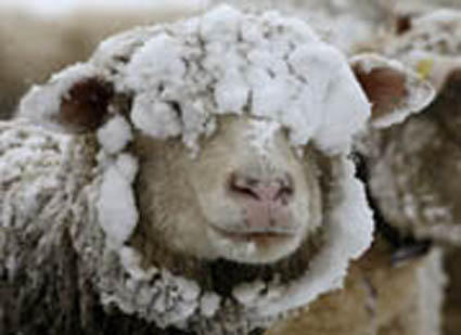 Du mouton congelé...!