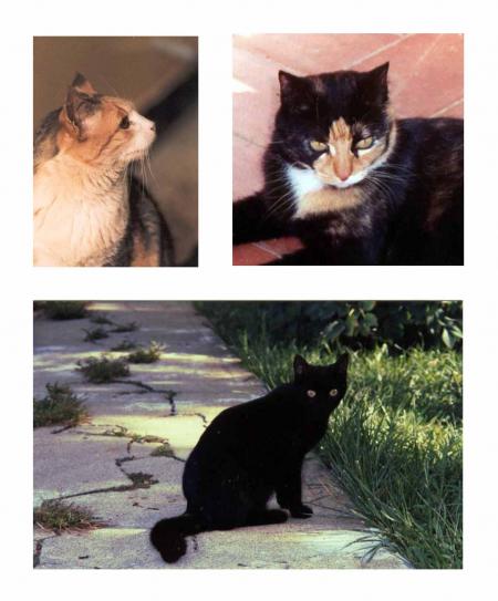 mes différentes chattes