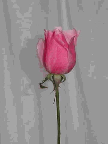 Une rose coupée ce matin