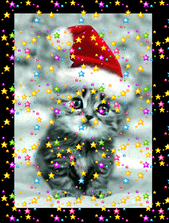 le noël du chaton