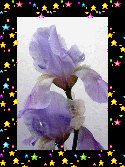 Le 1er iris de décembre