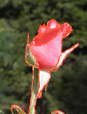 Bouton de rose