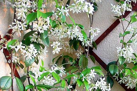 le jasmin étoilé